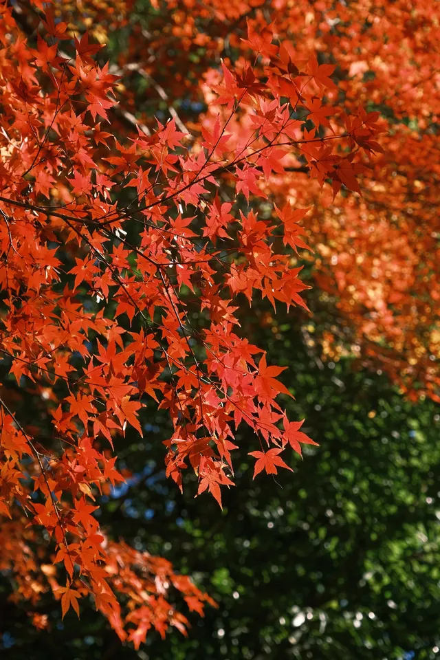 總要去莫干山看一次楓葉吧! 總要去莫干山看一次楓葉吧!