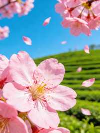 韶關櫻花峪帶你進入粉色世界