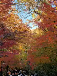 11.29日棲霞山實拍