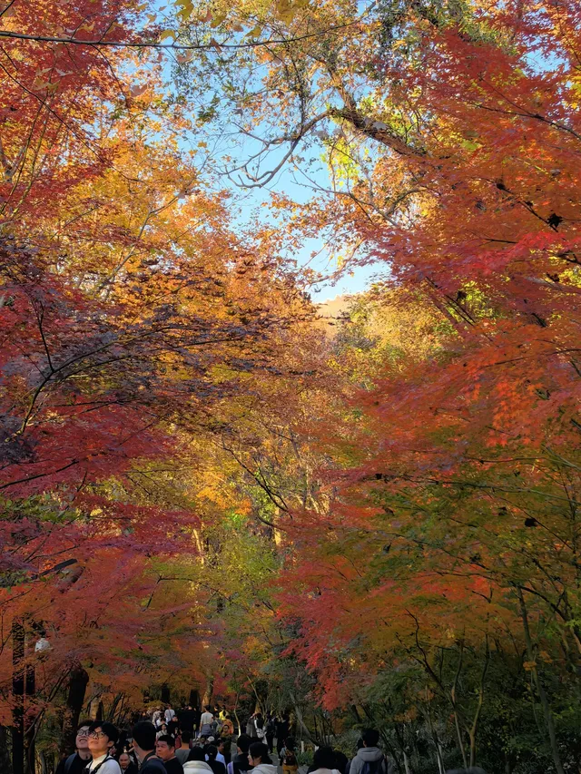 11.29日棲霞山實拍 11.29日棲霞山實拍