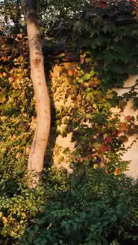 嘉興不要只去烏鎮啦!!這個古鎮人少景美