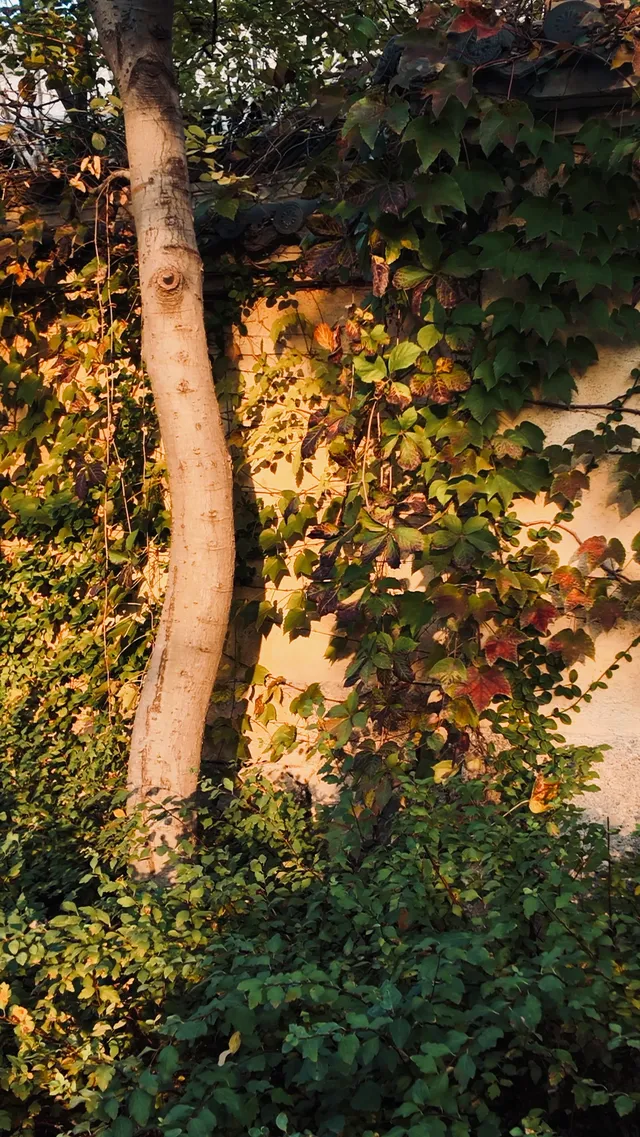 嘉興不要只去烏鎮啦!!這個古鎮人少景美 嘉興不要只去烏鎮啦!!這個古鎮人少景美