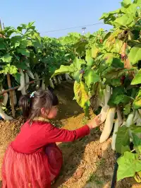 佛山農科院|限時免費開放最全攻略來啦