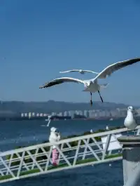 如果冬天只想去一個城市,那就是昆明