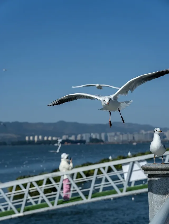如果冬天只想去一個城市,那就是昆明 如果冬天只想去一個城市,那就是昆明