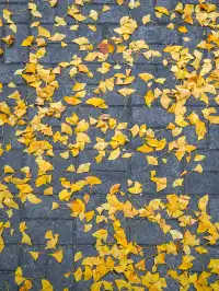 12.02實拍｜上海銀杏教堂已封神，可參觀