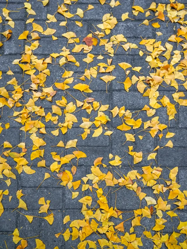 12.02實拍｜上海銀杏教堂已封神，可參觀