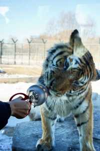 哈爾濱必打卡!東北虎林園與百獸之王0距離接觸!