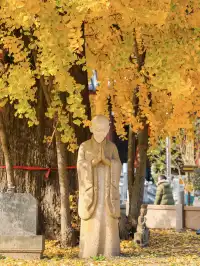 12.4實拍!青浦報國寺銀杏,禪意氛圍感拉滿!