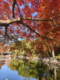 12.3魯迅公園秋日進度100％（附機位）