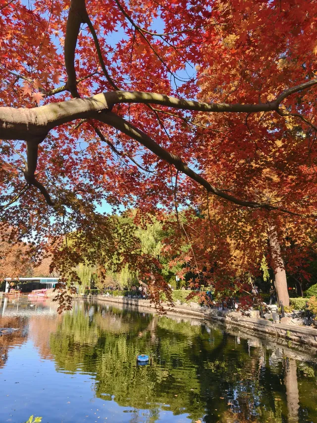 12.3魯迅公園秋日進度100％（附機位）