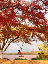 12.2live｜現實版莫奈油畫藏在武漢青山公園