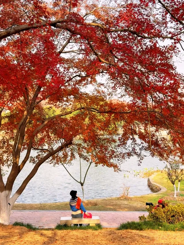 12.2live｜現實版莫奈油畫藏在武漢青山公園