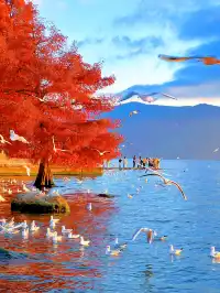 18圖告訴你,現在的大理水杉季究竟有多美……