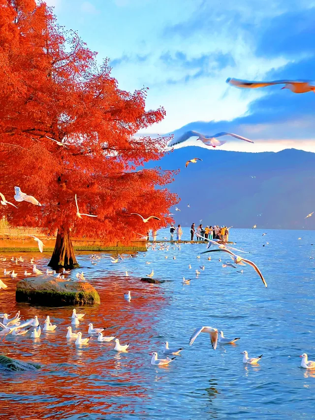 18圖告訴你,現在的大理水杉季究竟有多美…… 18圖告訴你,現在的大理水杉季究竟有多美……