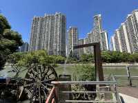 無懼秋老虎,打卡「千樹」之城,歷史的變遷,不定期更新