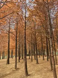 南京鐘山風景區漫遊