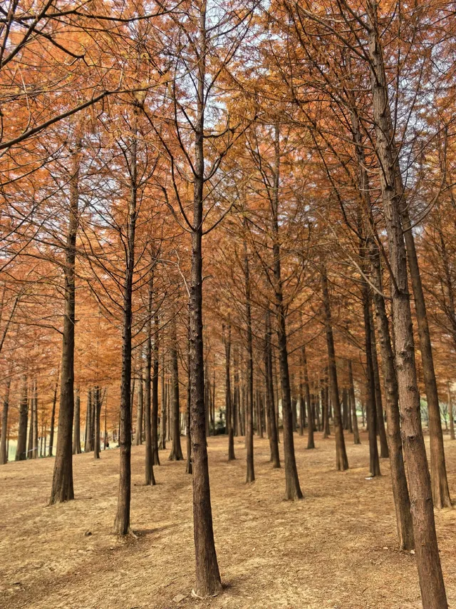 南京鐘山風景區漫遊 南京鐘山風景區漫遊
