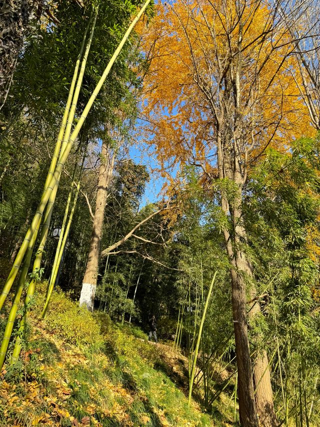 清涼山公園才是金陵賞秋天花板! 清涼山公園才是金陵賞秋天花板!