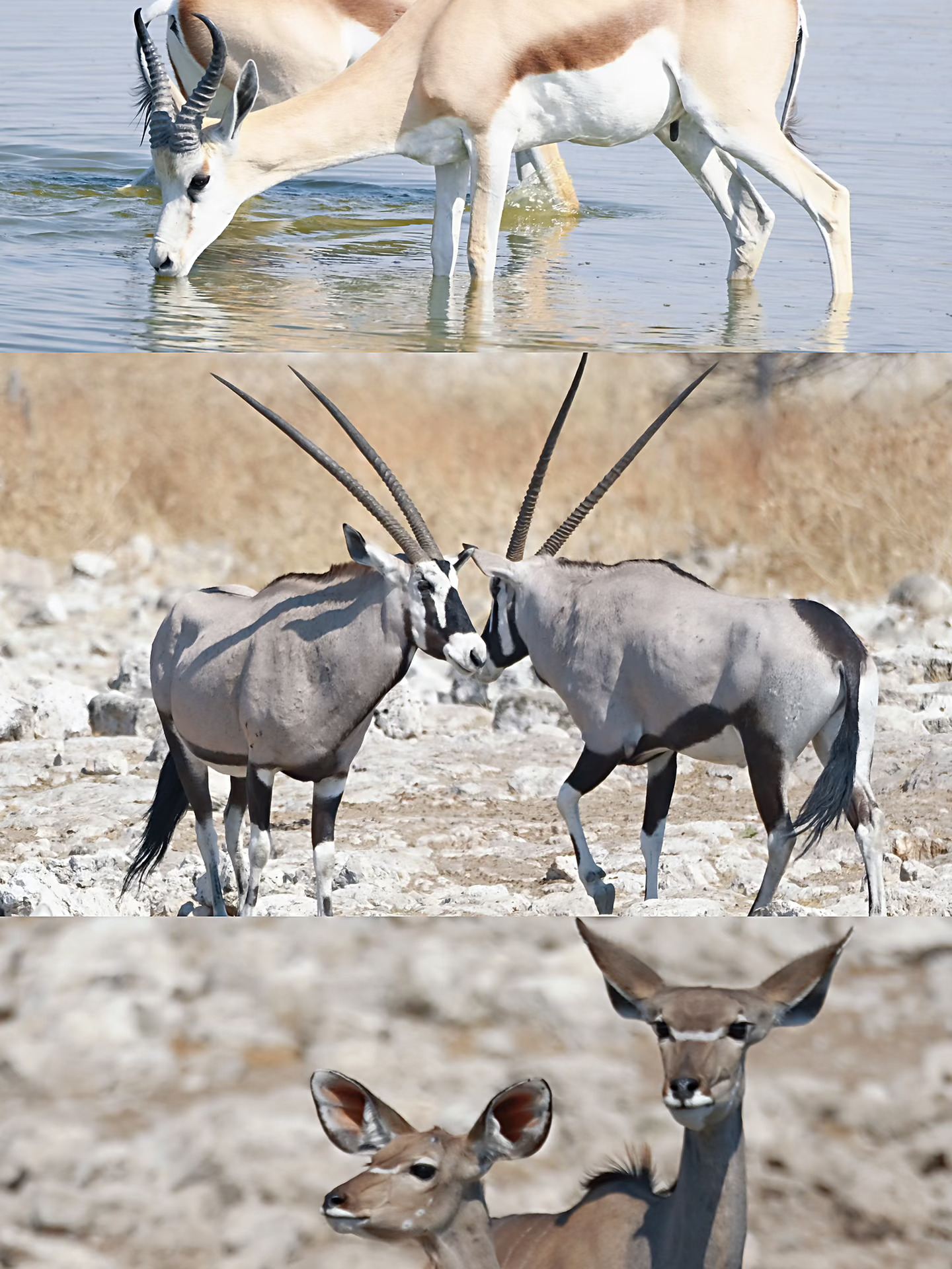 Bạn sẽ không bao giờ đoán được Namibia có những hoạt động vui chơi giải trí tuyệt vời như thế nào.