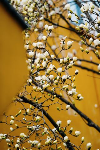 คำทักทายในฤดูใบไม้ผลิ ณ วัดโบราณ: สถานที่น่าหลงใหลสำหรับการสัมผัสความงามแบบตะวันออก