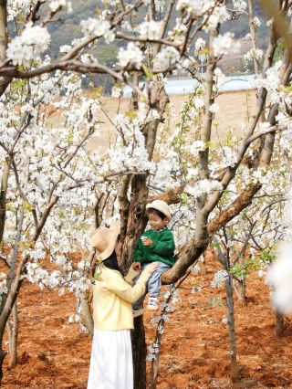 Kunming's Stunning Pear Blossom Secret Garden: Every Snap is a Perfect Shot!