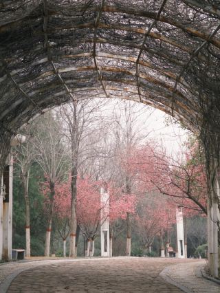 Handan Spring Flower Viewing Guide