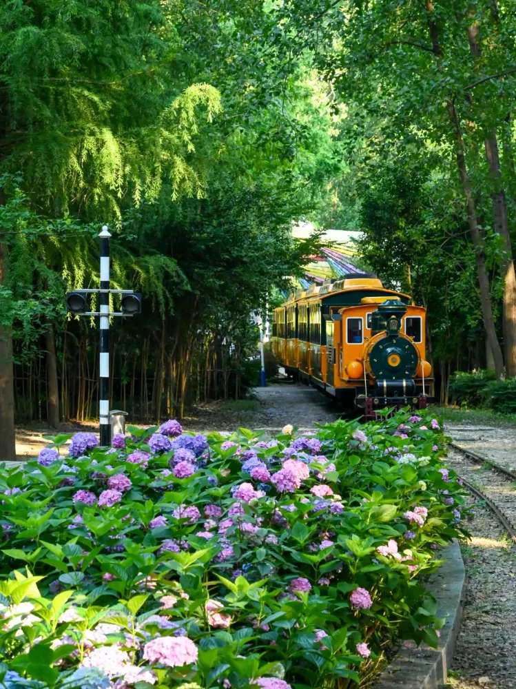 🚂🌸 初夏の合肥はロマンチックすぎる! レトロな列車が紫陽花の海を駆け抜ける。