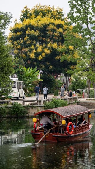 The romance of goldenrain tree blossoms in autumn