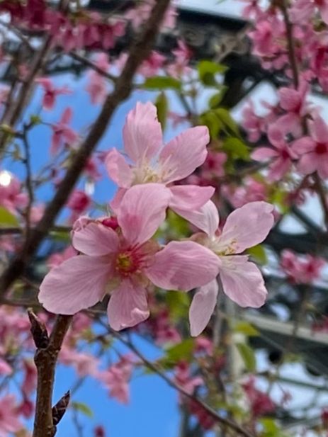 香港賞櫻花🌸😍