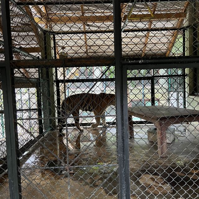 Tiger kingdom in Phuket Thailand 