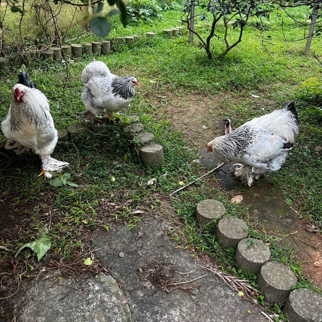 埔心牧場 餵食之旅 埔心牧場 餵食之旅