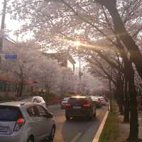 벚꽃 명소로 유명한 진해군항제를 가보자