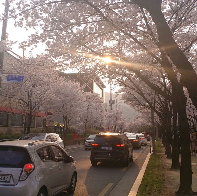 벚꽃 명소로 유명한 진해군항제를 가보자