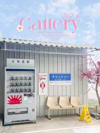 CATTERY CAFÉ TRAD🌸🍵