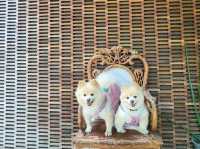 คาเฟ่ริมน้ำ+การเรียนรู้เชิงวนเกษตร อัมพวา