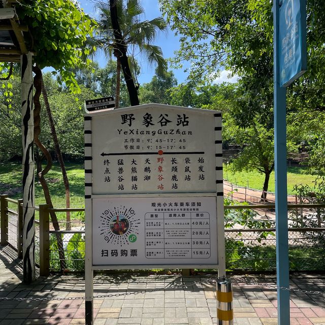 中國深圳｜野生動物園親親長頸鹿🦒小香豬🐷