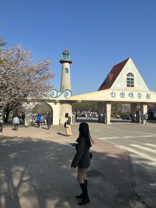 4월 중순에도 만개한 벚꽃이 피어있던 곳🌸 [인천대공원]