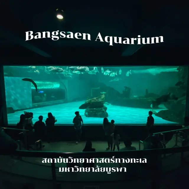 คิดถึงทะเลคิดถึง Bangsaen Aquarium 🩵🐙🐠