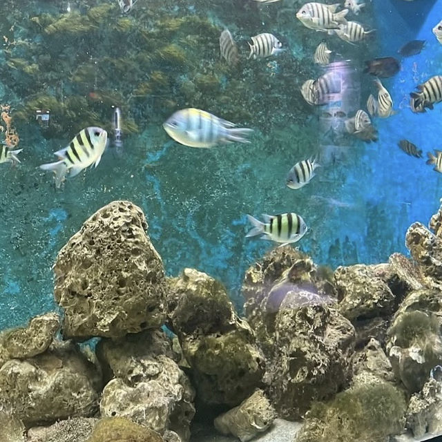 探索海洋奇妙！揭秘檳城水族館的海底世界㊙️