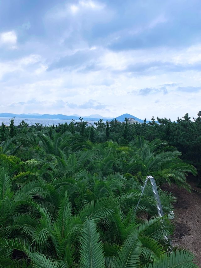 제주 우도에서 만나는 포토존 우도 정원🌿