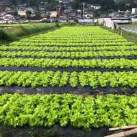 Philippine Baguio Strawberry Farm 兩大兩小去碧瑤草莓園