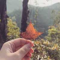 🍁元朗大棠🍁