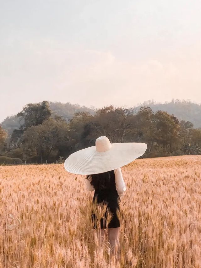 🌾🌾ทุ่งข้าวบาร์เลย์และข้าวสาลี 🌾🌾