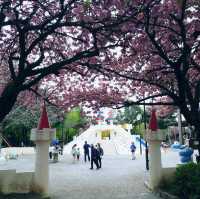賞櫻名所 飛鳥山公園🌸