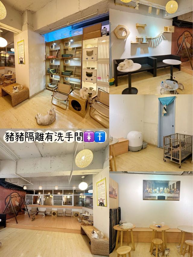 ⭐️貓貓Cafe竟然有豬仲有狗？🐱🐷🐶