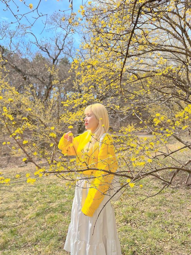 구례산수유축제에 가기 힘들다면?🌼🌼
