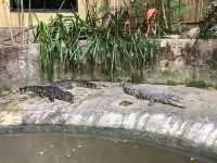 สวนนกภูเก็ต "Phuket Bird Park"