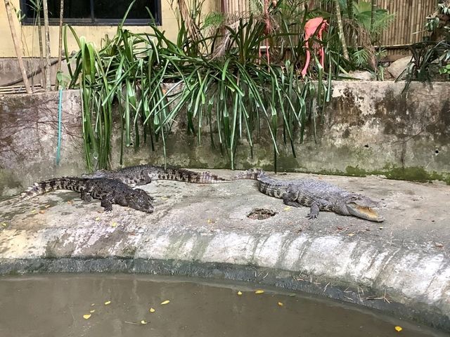 สวนนกภูเก็ต "Phuket Bird Park"