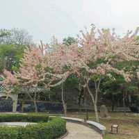 嘉義竹崎親水公園 天空走廊 行千吊橋（千禧橋）花棋木盛開美不勝收